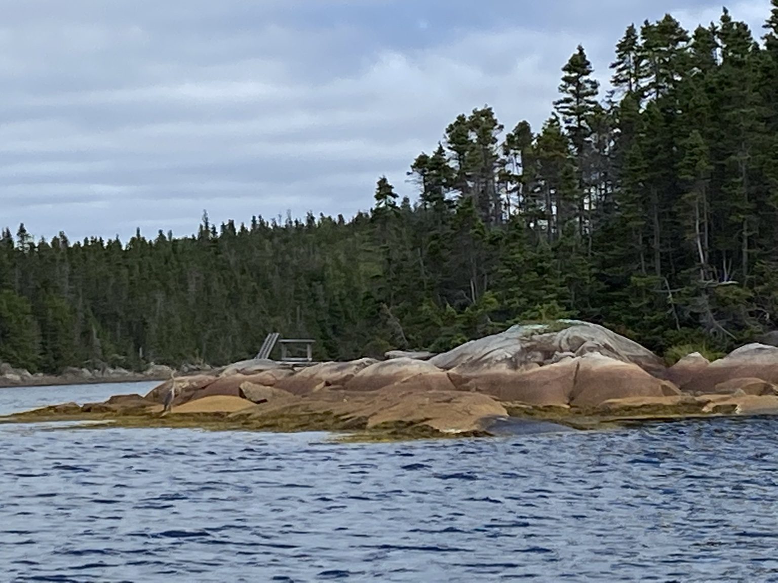 Rocky Newfoundland shoreline and trees